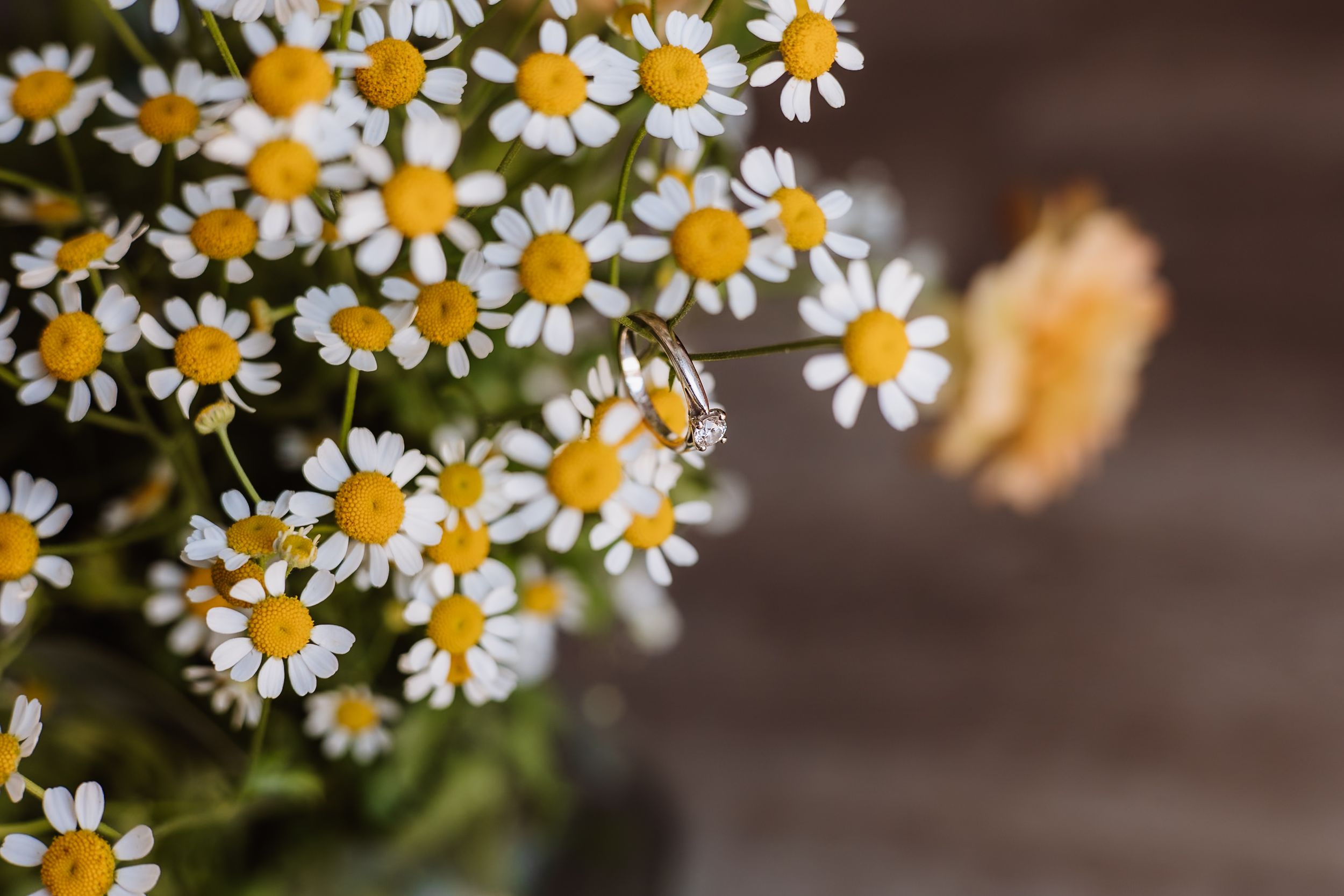Close-up of fresh white and yellow chamomile daisies against a dark wooden background.