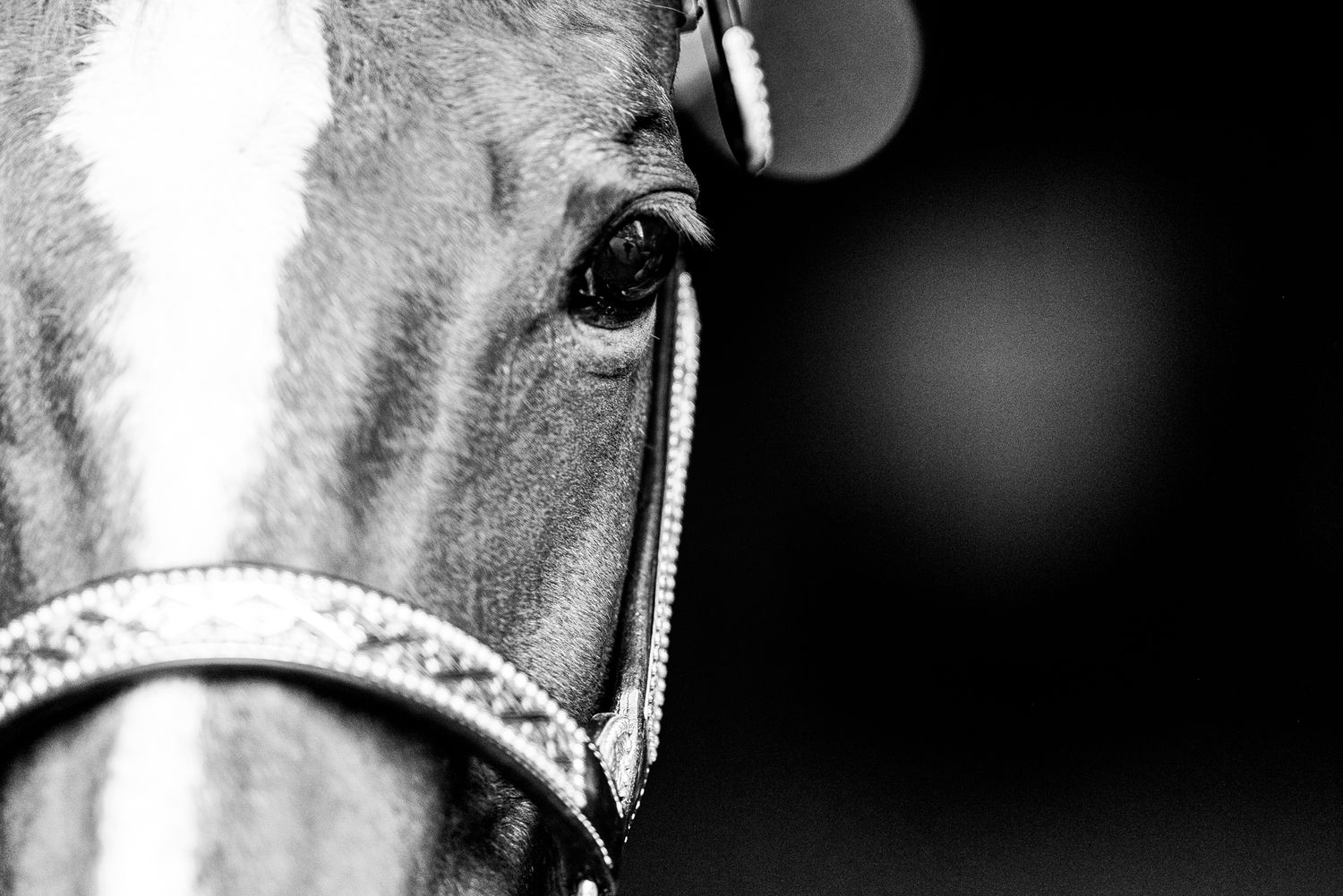 Black and white close-up photograph of a horse's eye and bridle.