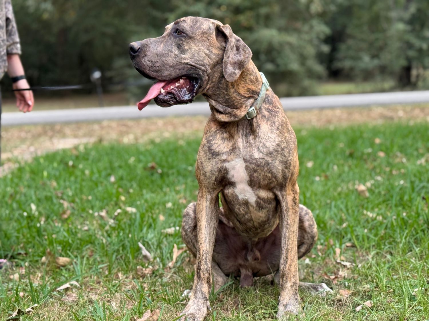 Brindle Great Dane dog sitting in grass with tongue out.