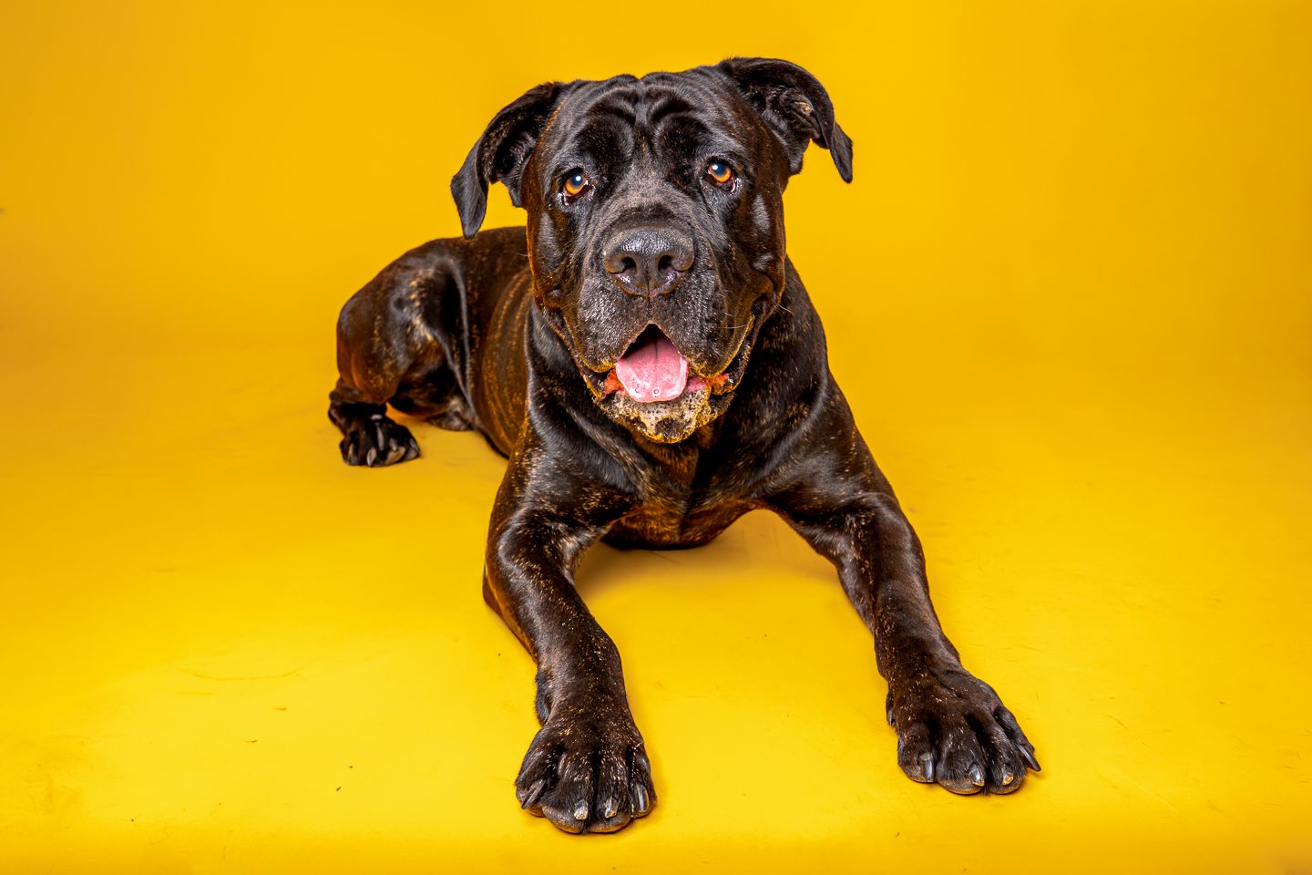 Dog studio photography by Dorset photographer Kris the Photographer