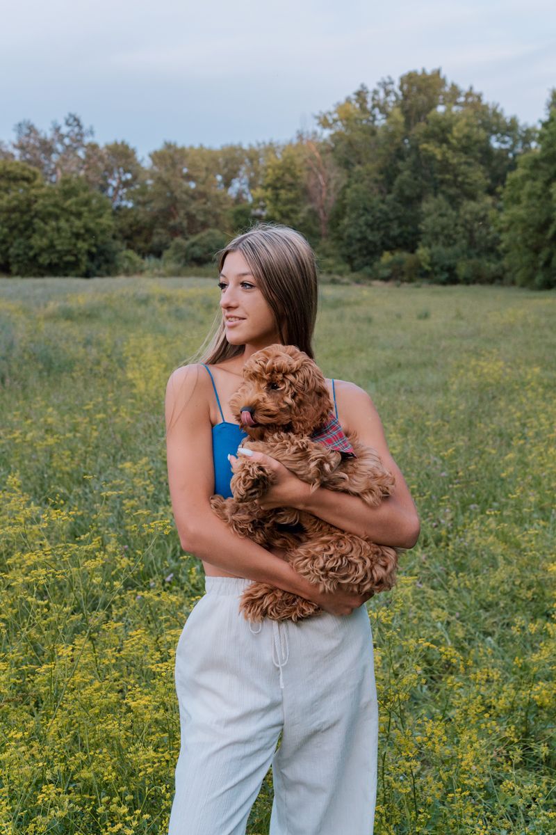 Girl in white pants and blue top cuddles a fluffy brown cavoodle in a sunny wildflower meadow during a photoshoot in Sydney