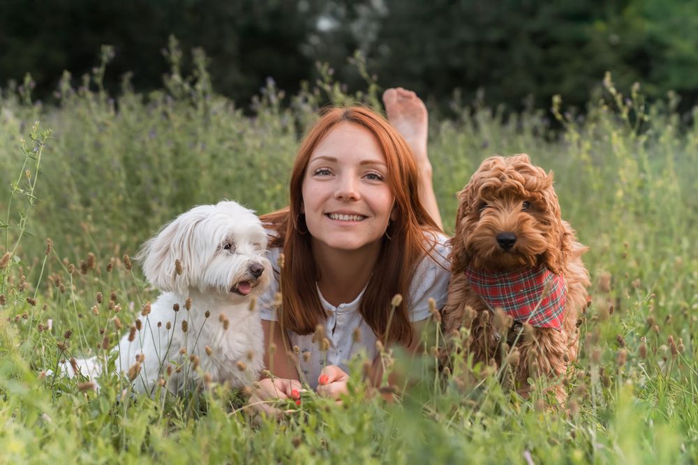 A girl lying in a wildflower meadow with two fluffy dogs, a white one and a brown one, on a sunny day during a photoshoot in Sydney