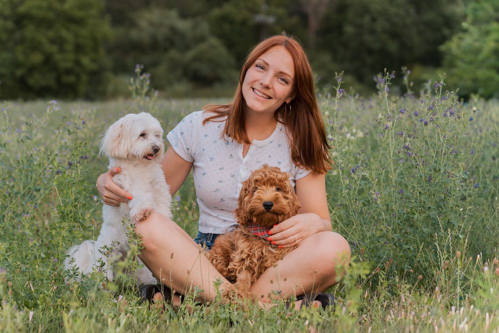 Woman in white dress sitting in wildflower meadow with two small dogs on a sunny summer day photoshoot in Sydney