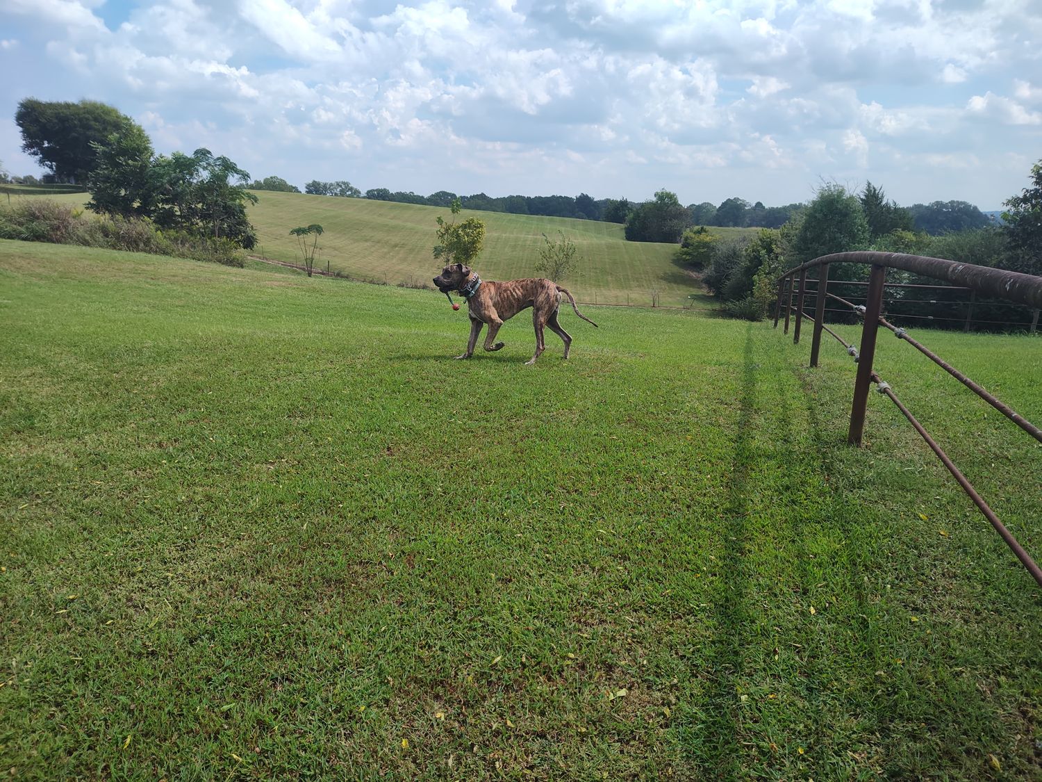 A dog running playfully across a green grassy field on a sunny day.
