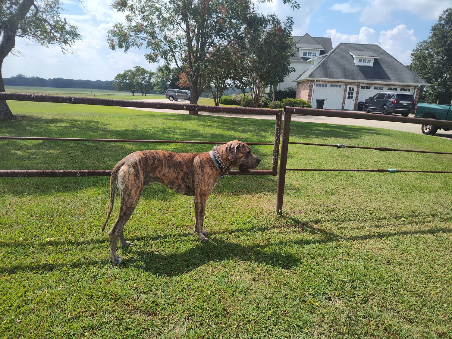 A large dog walking on a grassy lawn with buildings visible in the distance.