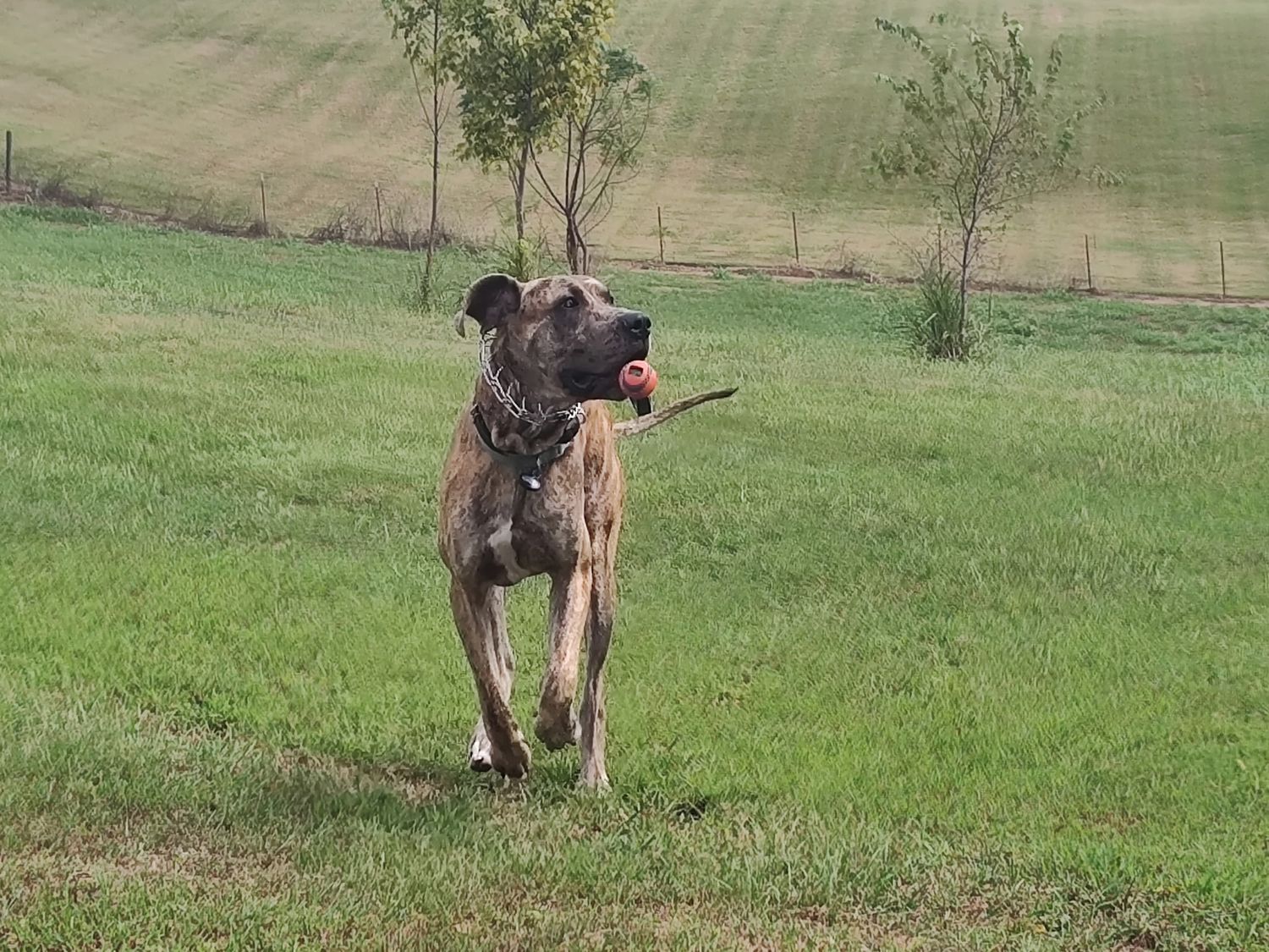 A brindle-colored dog exploring an open grassy field with trees in the background.