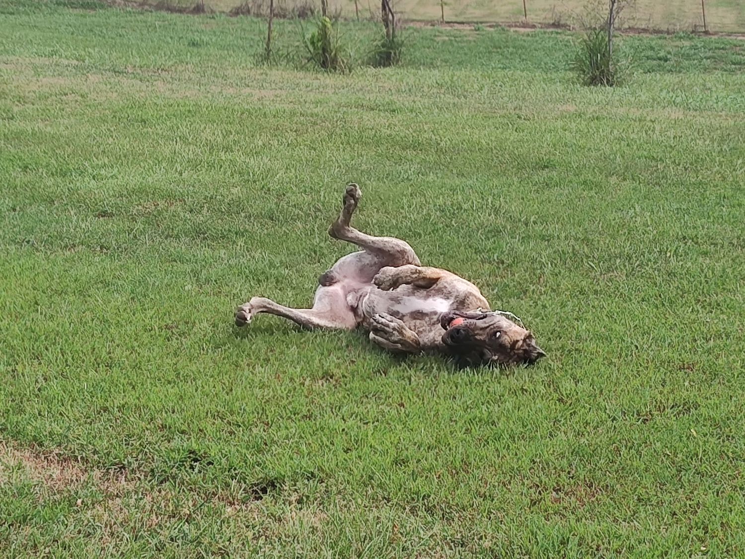 A dog lying down and rolling in the grass of a spacious field.