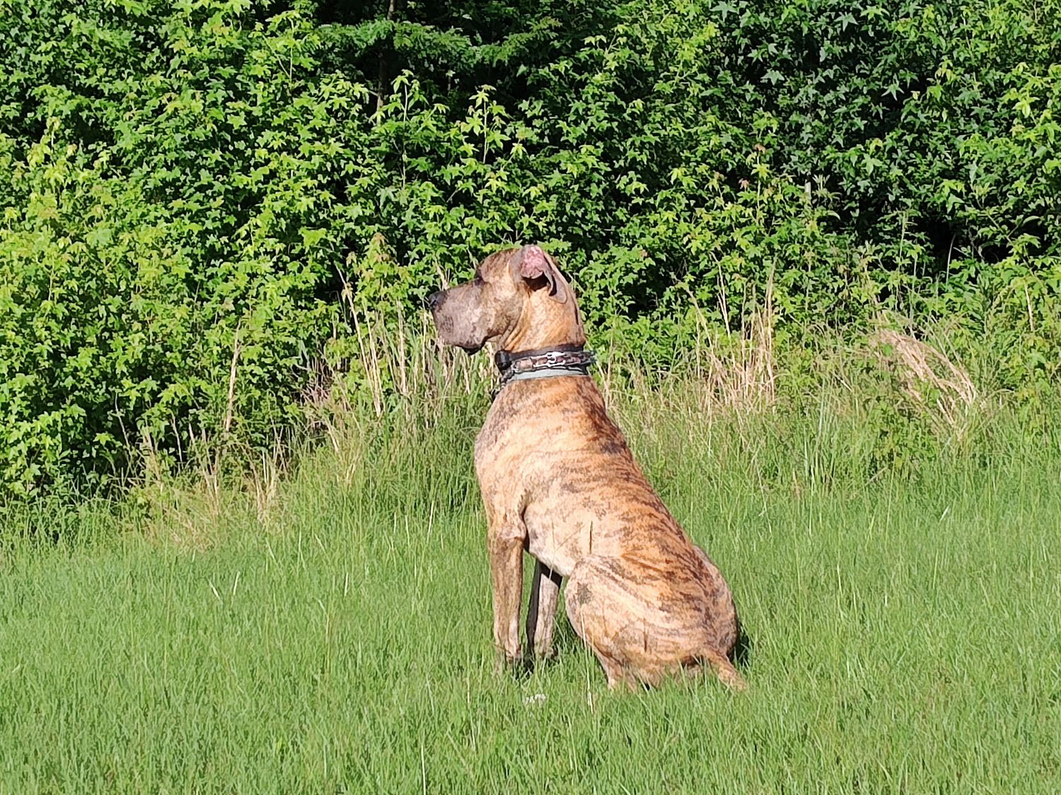 Great Dane sitting in tall green grass during sunny day.
