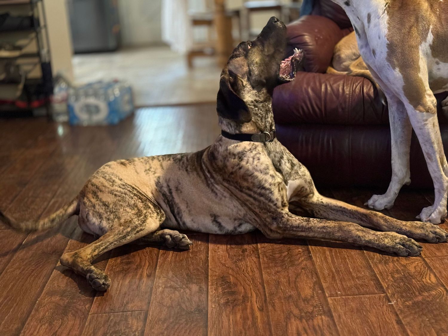 Great Dane relaxing on hardwood floor beside dark furniture.