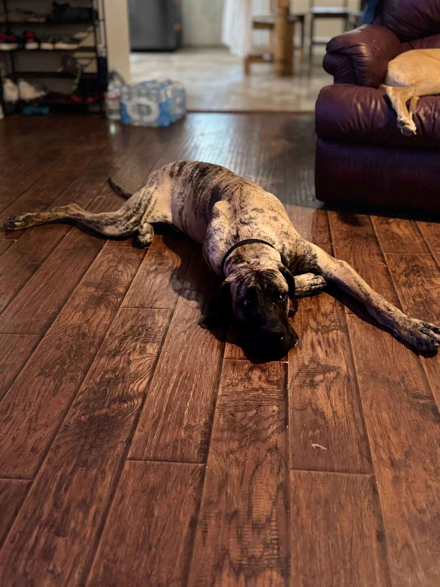 Brindle Great Dane stretched out on hardwood flooring near furniture.