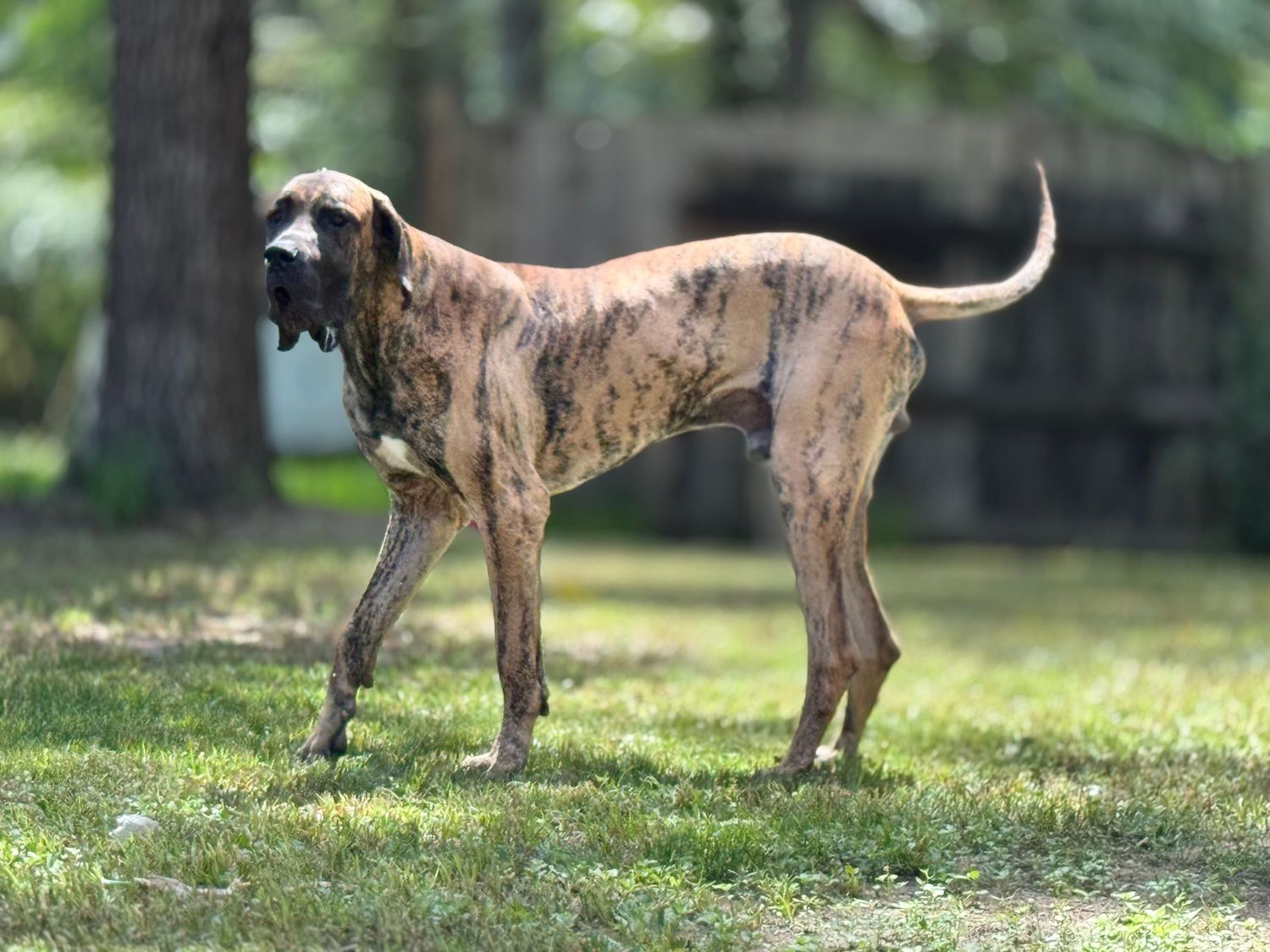 Great Dane standing in sunny grass showing full body profile.