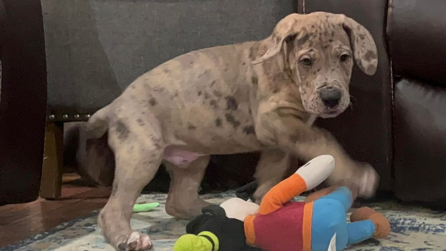 A spotted dog lying on a couch with colorful toys nearby.