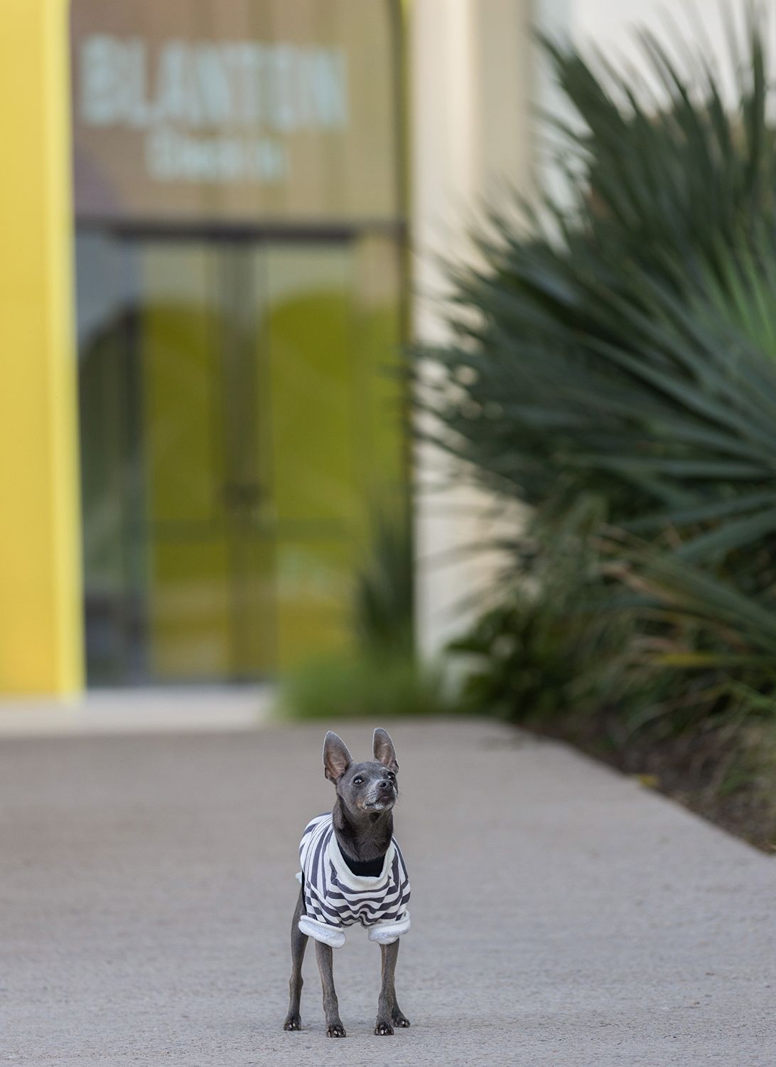 A small dog in a striped sweater looks up while standing on a concrete surface with palm trees in background.