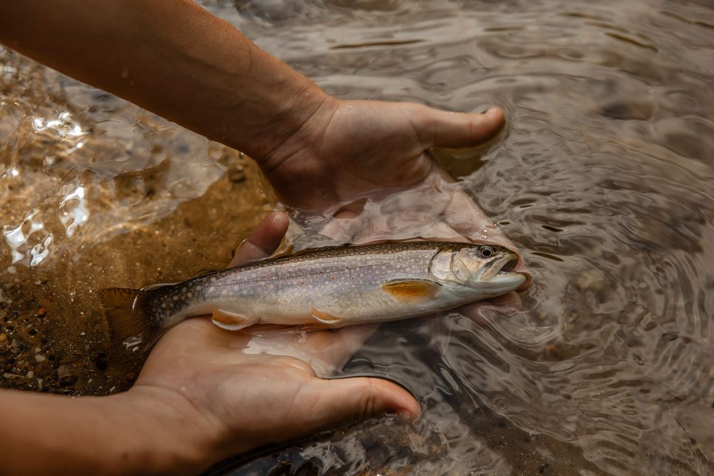 A sequence of hands releasing freshly caught fish back into rippling water during a catch and release fishing session.