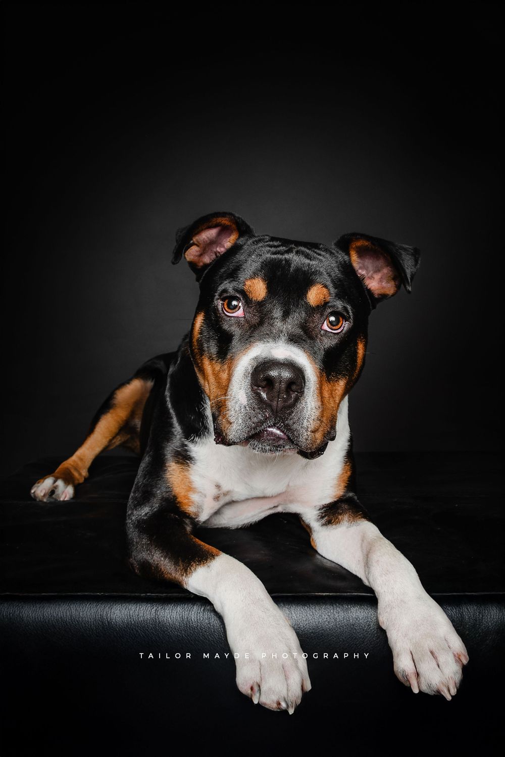 Adoptable dog posing for adoption photos in Buffalo, NY shelter.