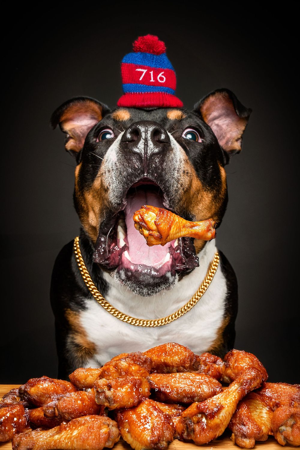 Buffalo NY Dog posing as a bills fan easting chicken wings in a doh photographer studio photo shoot