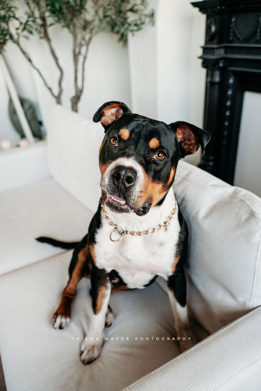 Western New York rescue dog ready to meet their forever family.
