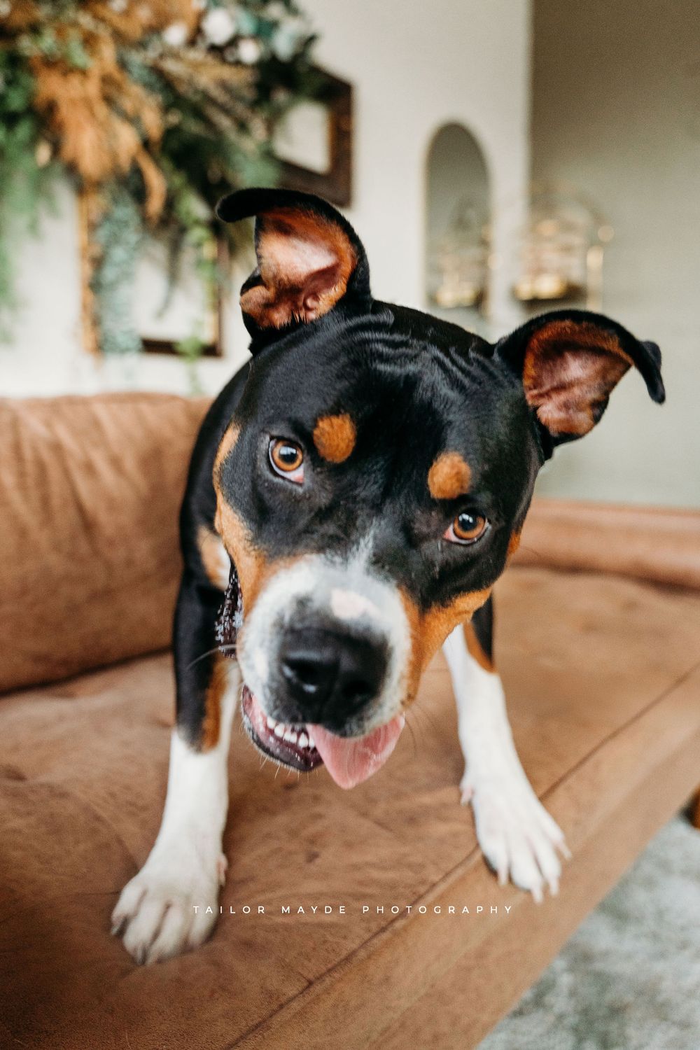 Rescue dog with a gentle heart hoping for a second chance in WNY.