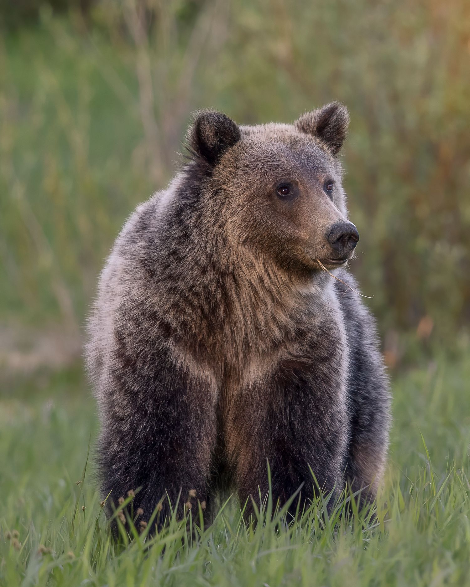 Cinnamon Black bear from wyoming