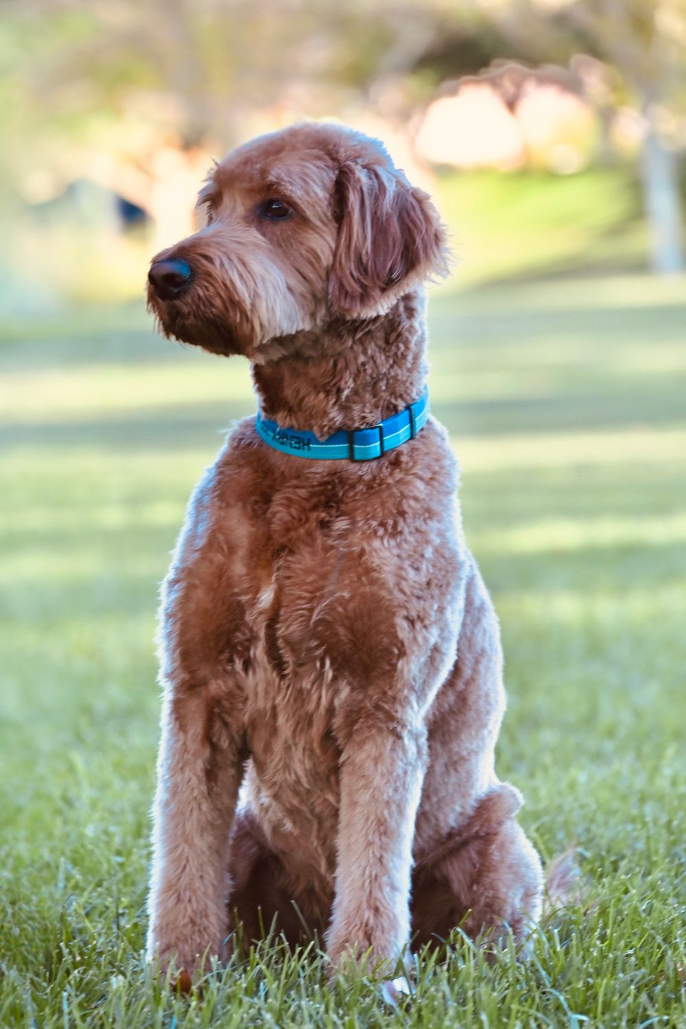 A well-groomed goldendoodle with a blue collar sits attentively on green grass in a sunny park.