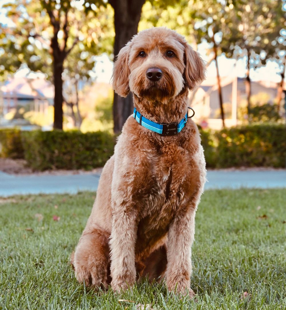 Fluffy golden Goldendoodle dog with blue collar sitting on green grass in a sunny park.