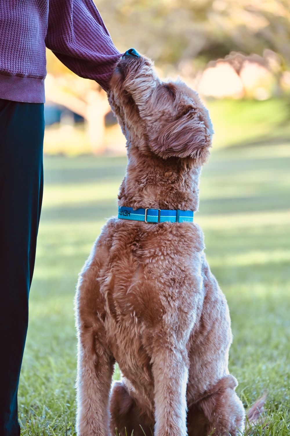 A golden Labradoodle with a blue collar reaches up to be petted by a person in a park.