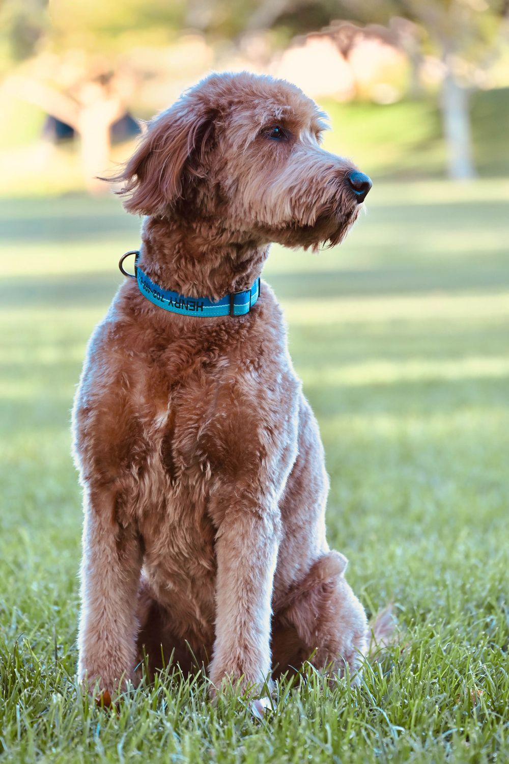 A fluffy golden Labradoodle wearing a blue collar sits alert on green grass in a sunny park.