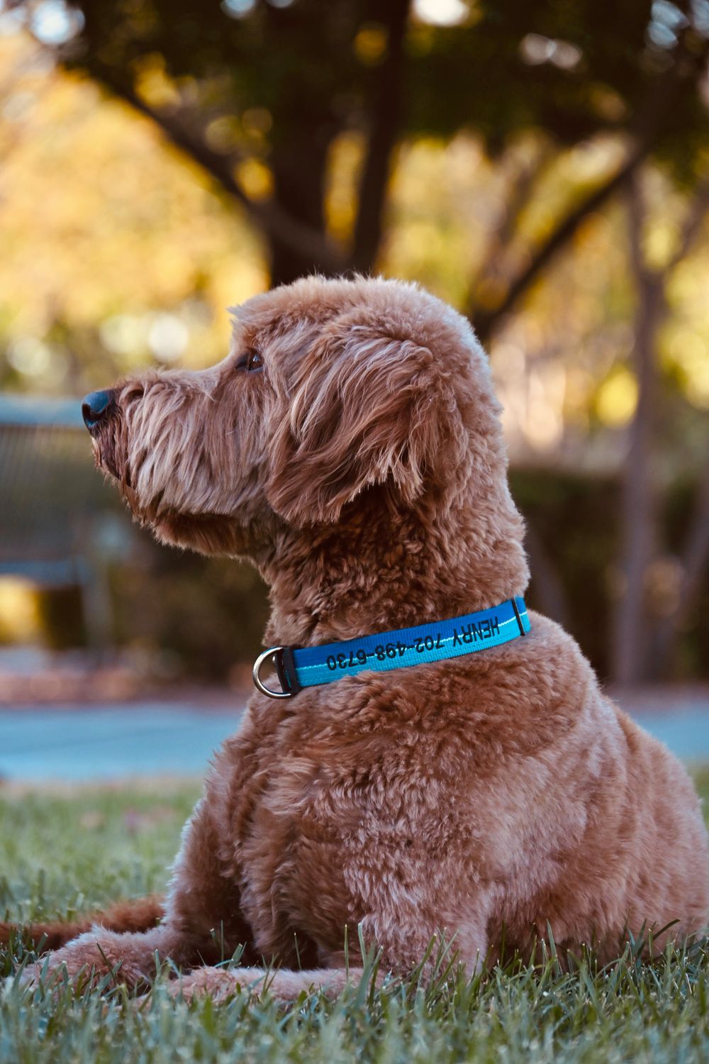 A golden Labradoodle with a blue personalized collar lies on grass with autumn trees behind.