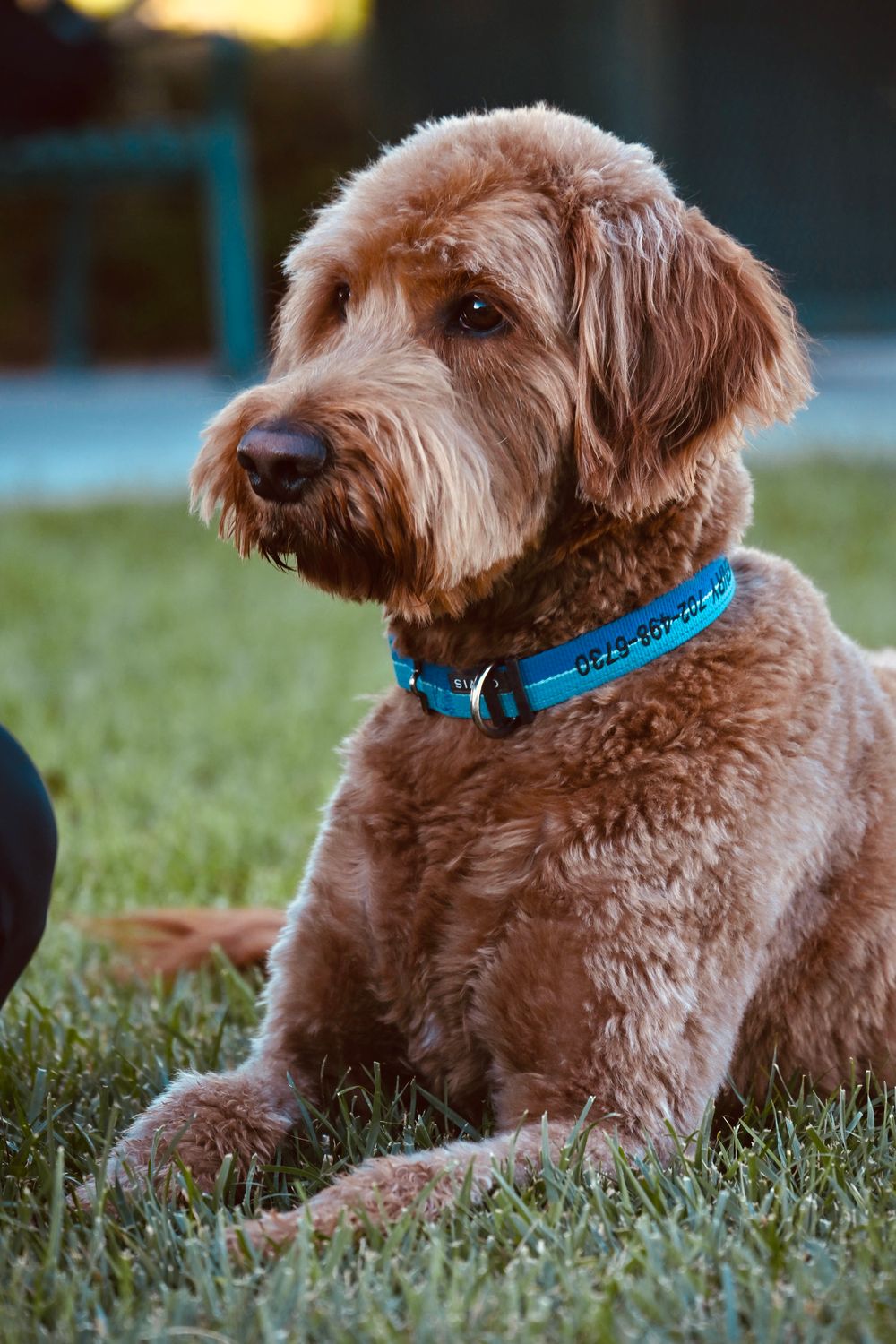 A golden Labradoodle wearing a blue collar rests on green grass in a park at dusk.
