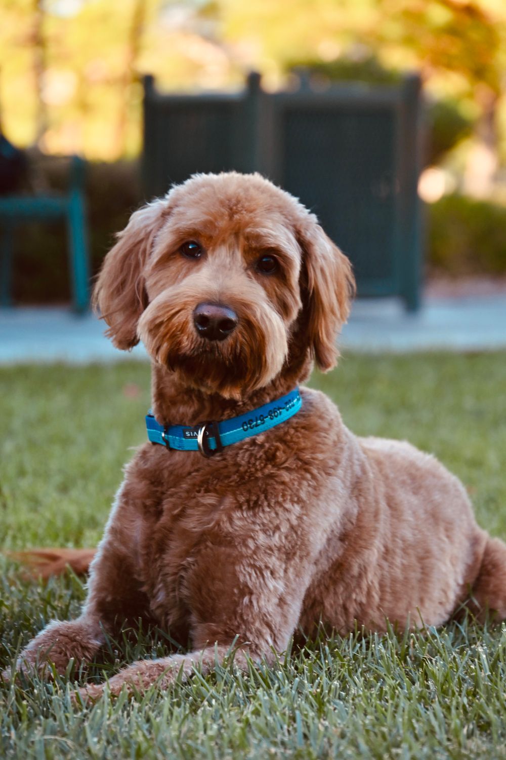 A fluffy golden Labradoodle with a blue collar lies on green grass in a sunny backyard.