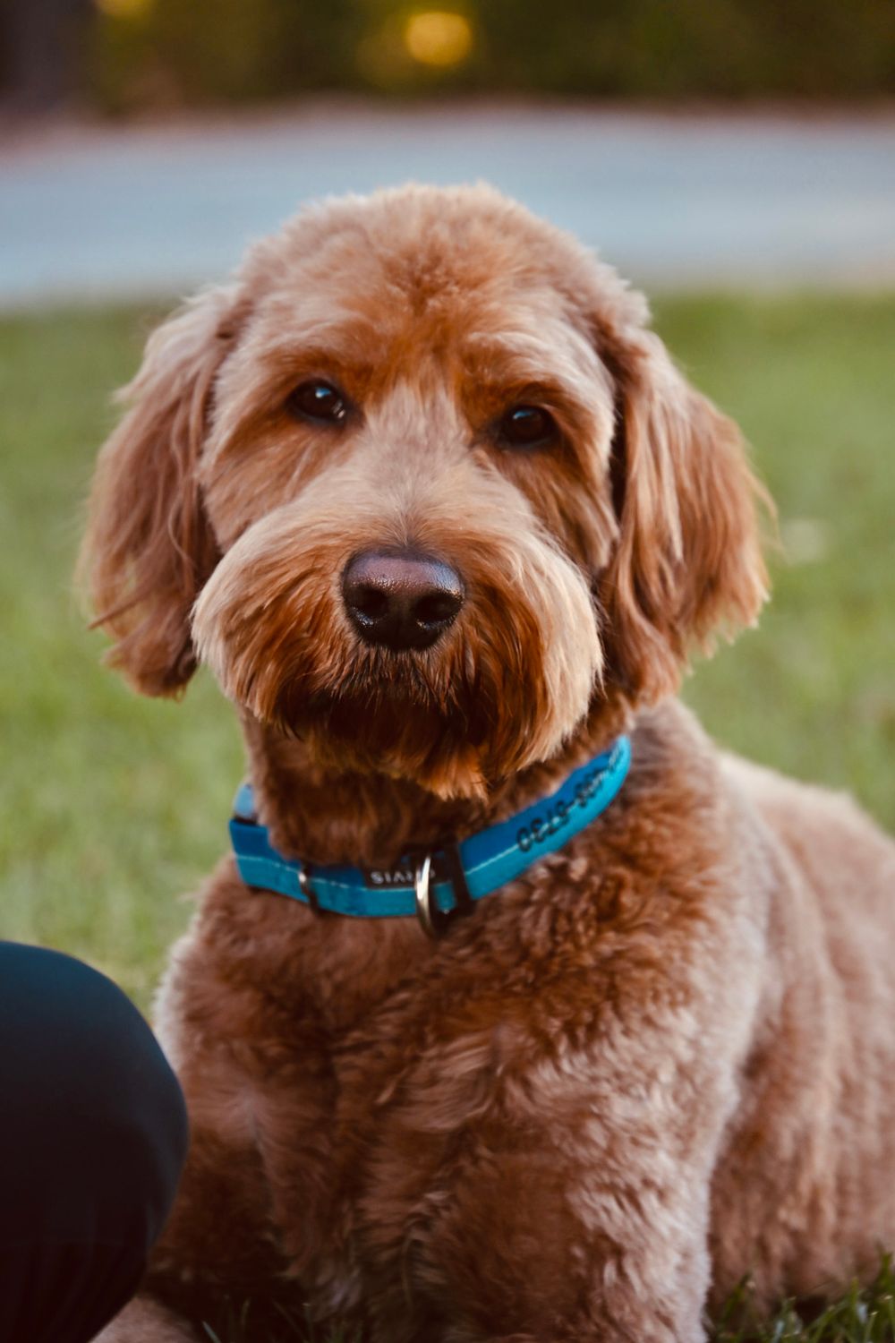 Close-up of an adorable golden Labradoodle with a blue collar sitting on grass at dusk.