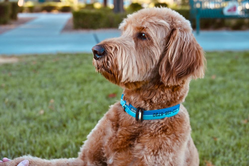 A golden Labradoodle with a blue collar sits on green grass looking sideways in a park.