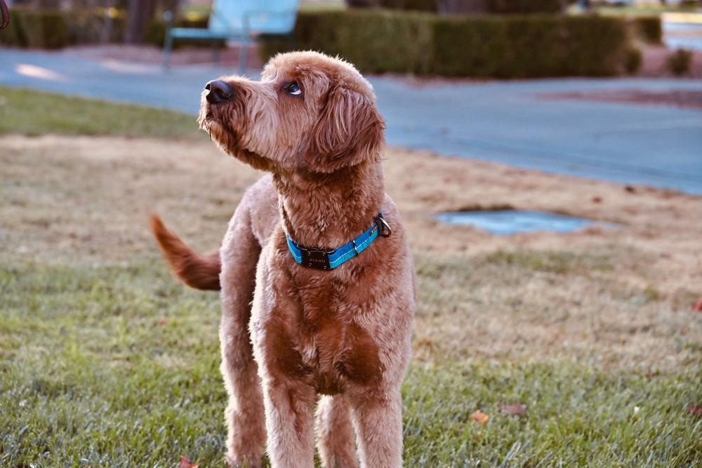 Golden Labradoodle dog wearing blue collar standing on green grass outdoors.