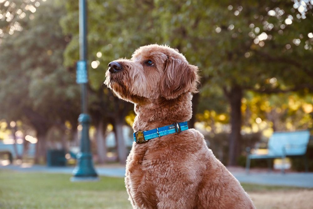 Fluffy golden Labradoodle sitting in park wearing blue collar with bokeh background.