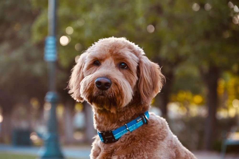 Close-up portrait of golden Labradoodle dog wearing blue collar in outdoor park.