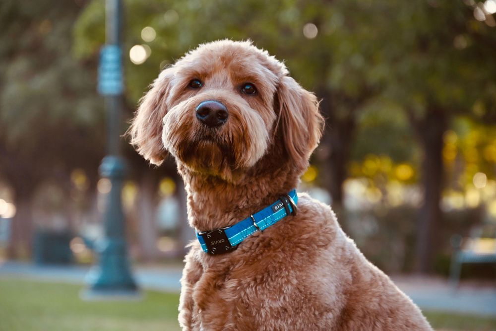 Golden Labradoodle dog with curly fur wearing blue collar sitting outdoors in park.
