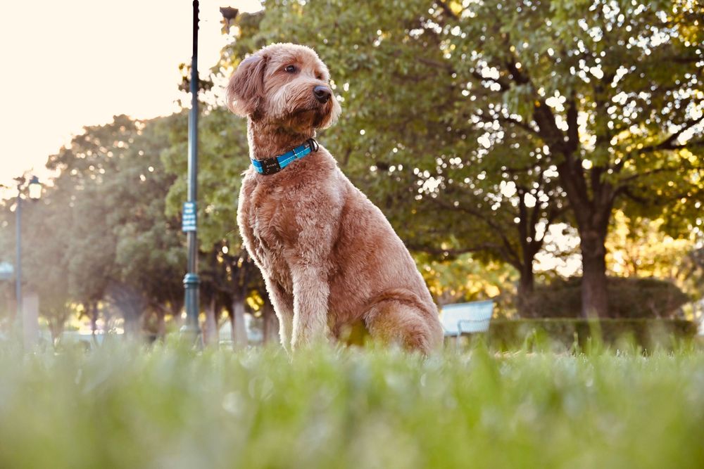 Golden Labradoodle dog sitting on green grass in sunny park wearing blue collar.