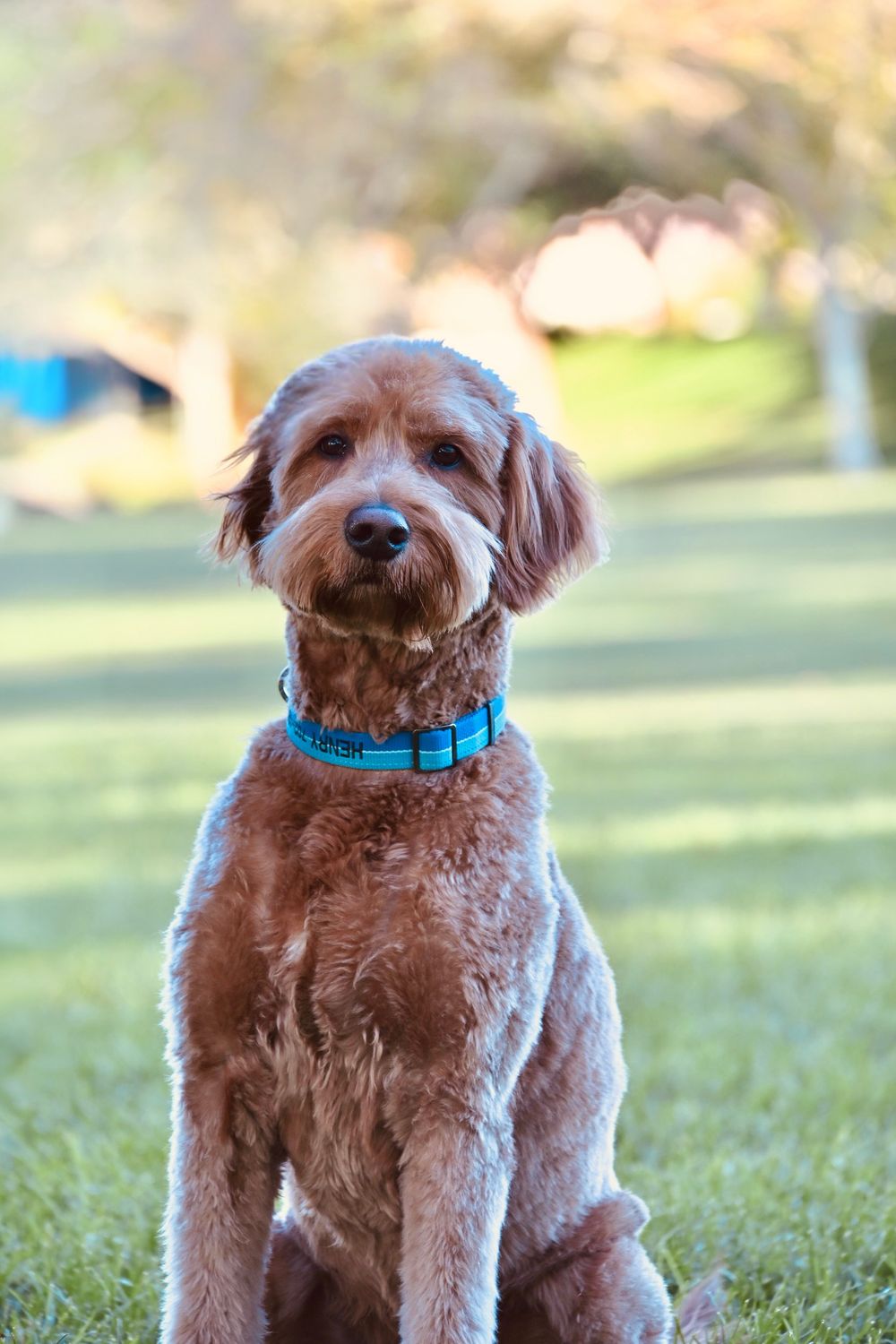 A fluffy golden Labradoodle with a blue collar sits attentively on green grass in a sunny park.
