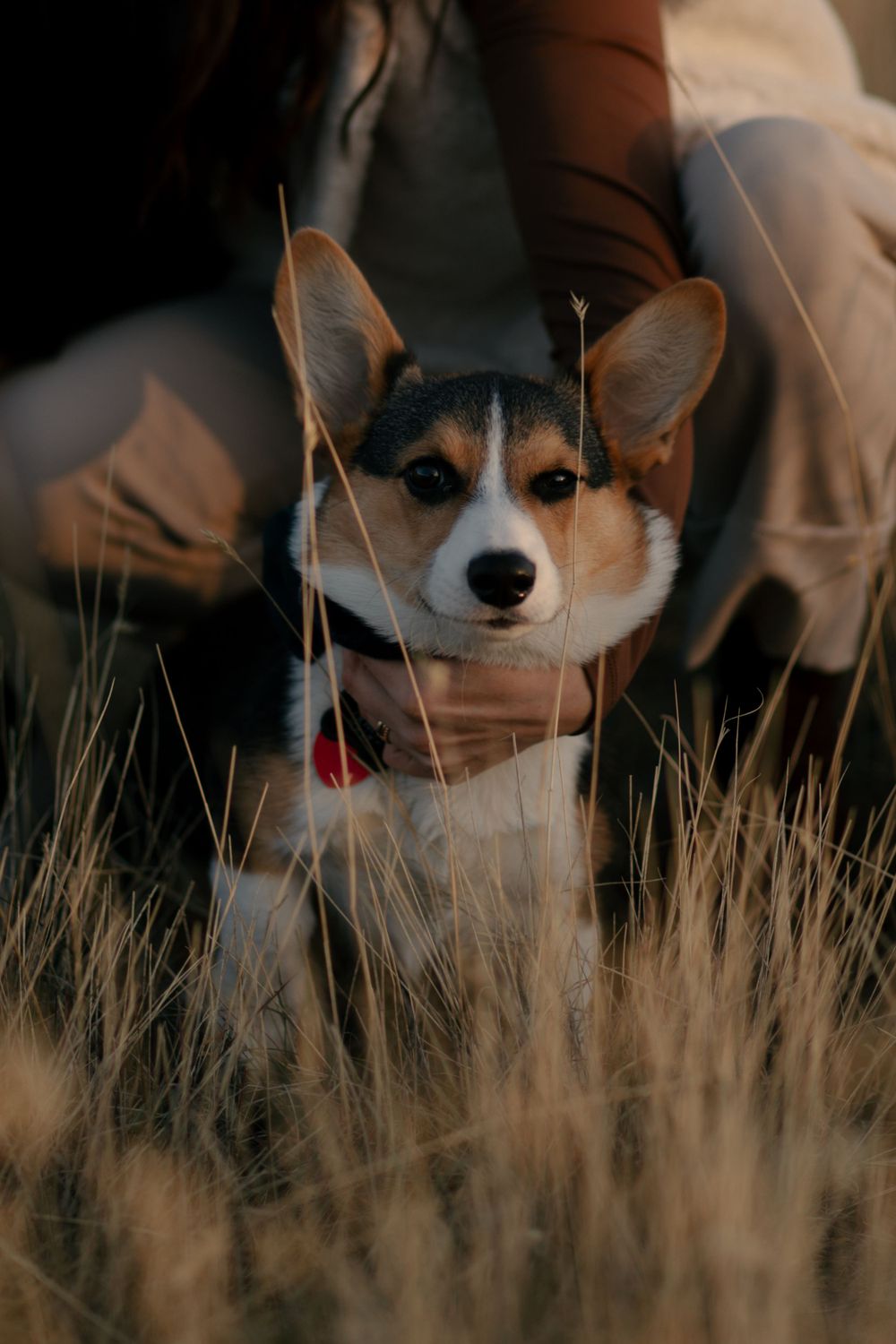 A cute Corgi dog peeks through tall grass during a golden hour photoshoot.