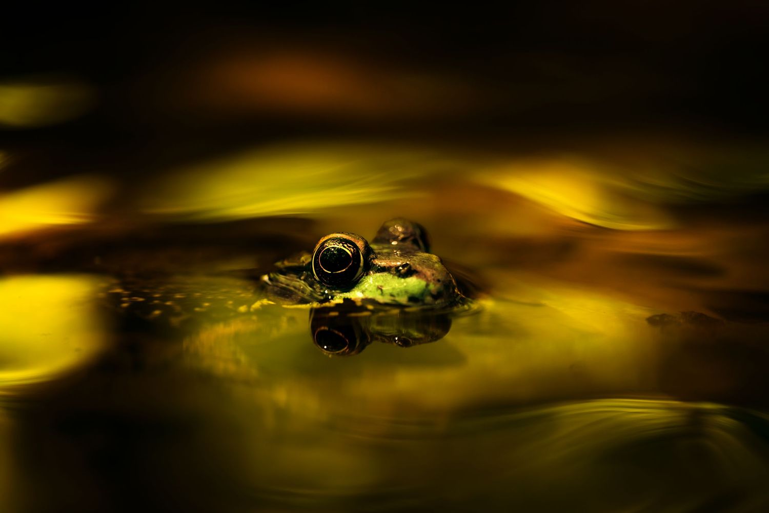 Frog peeking above golden water surface at night.