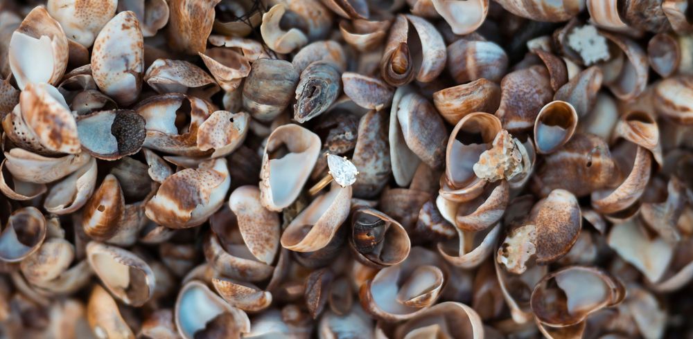 A collection of brown and grey snail shells scattered across a textured surface in natural lighting.
