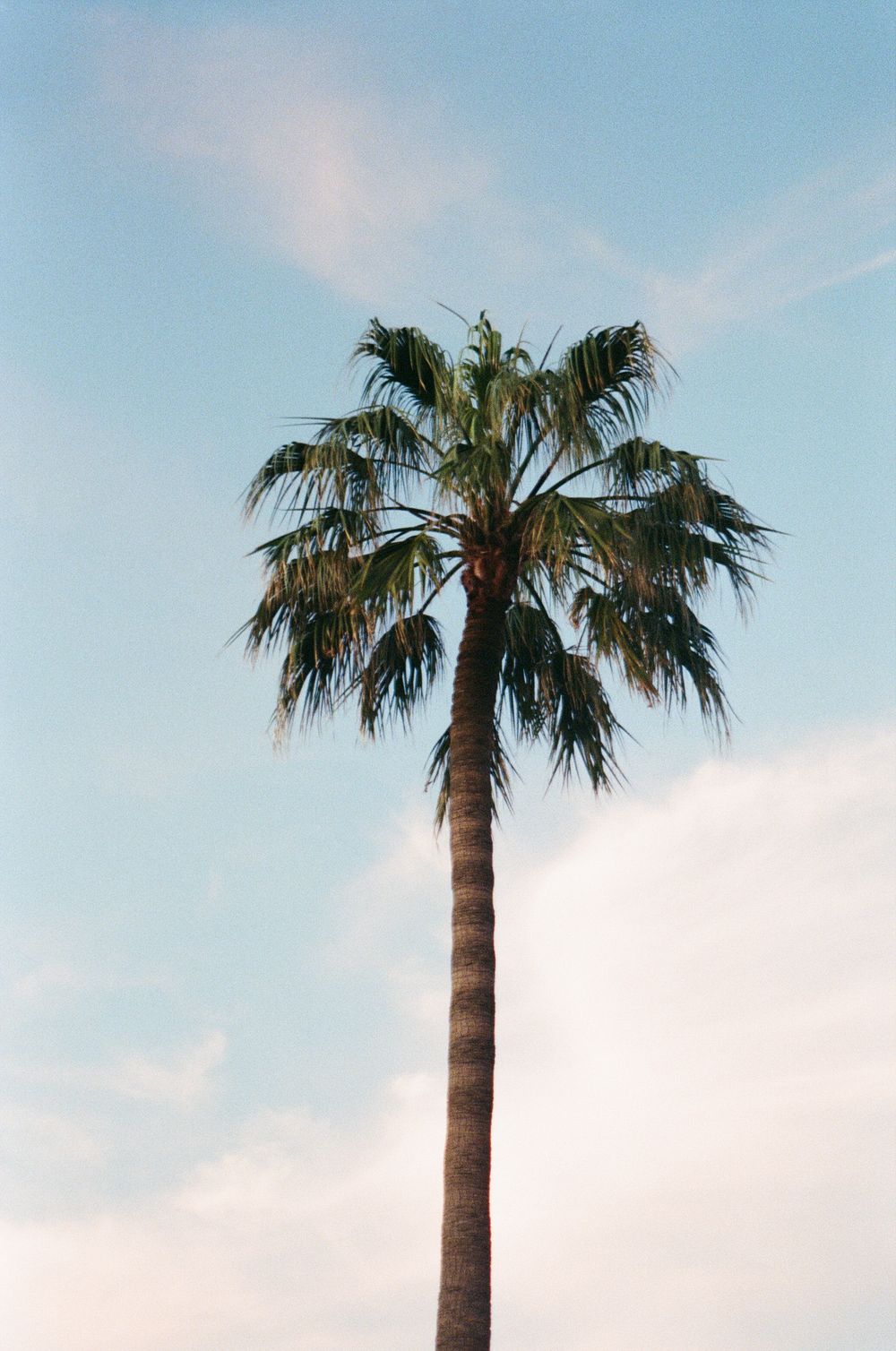 A tall palm tree with lush green fronds stands against a clear blue sky with wispy clouds.