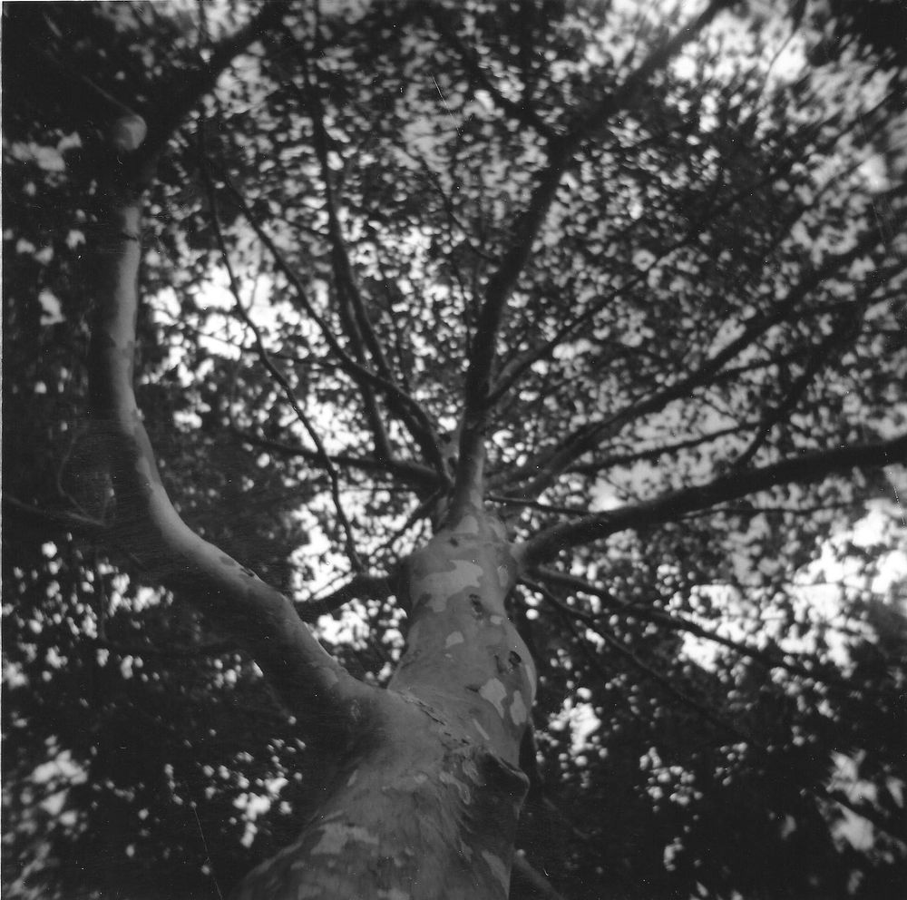 Black and white upward view of a tall tree with branches spreading against a bright sky.