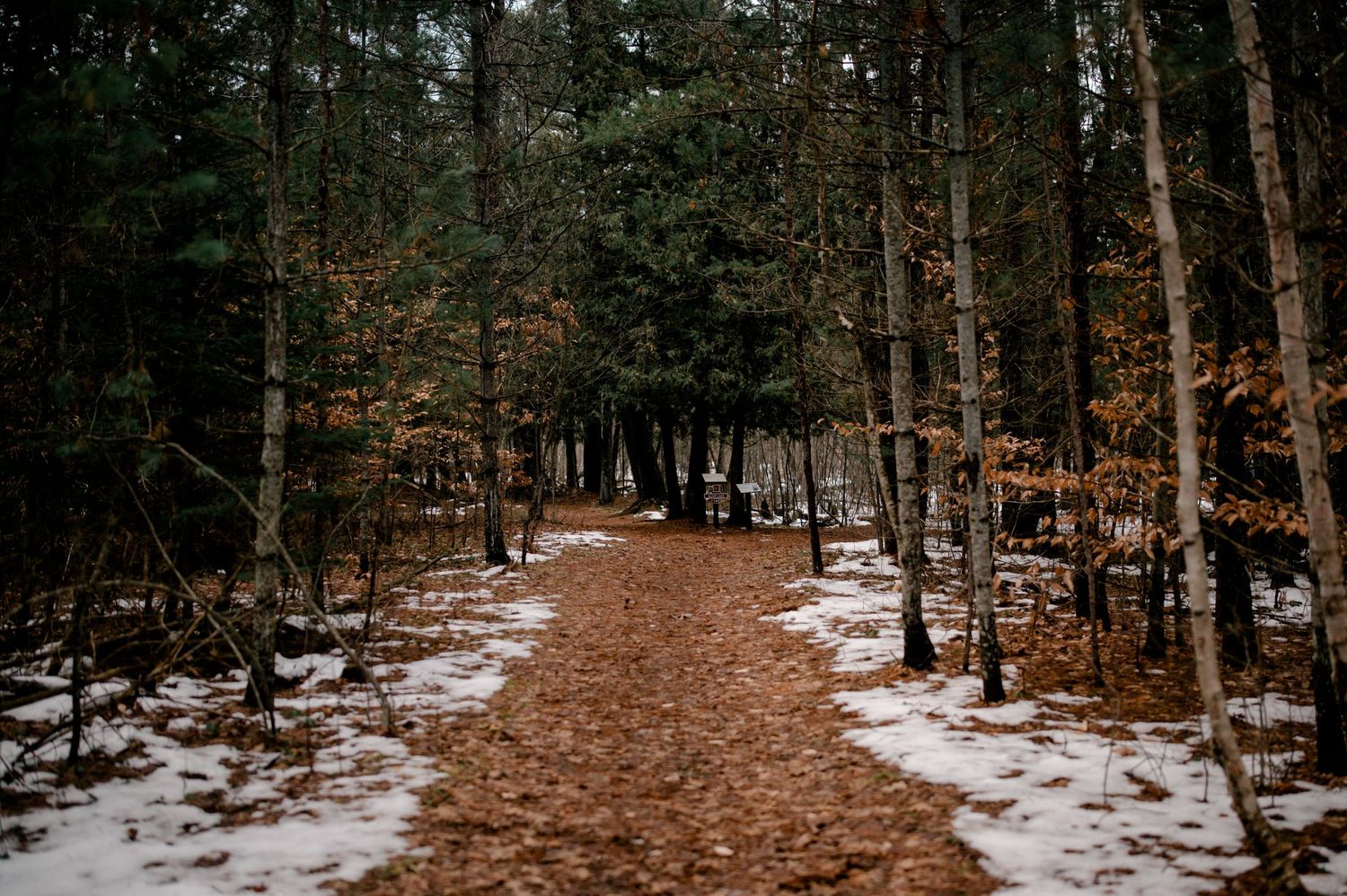 Winter hiking on Bright and Glory trail in Hartwick Pines State Park