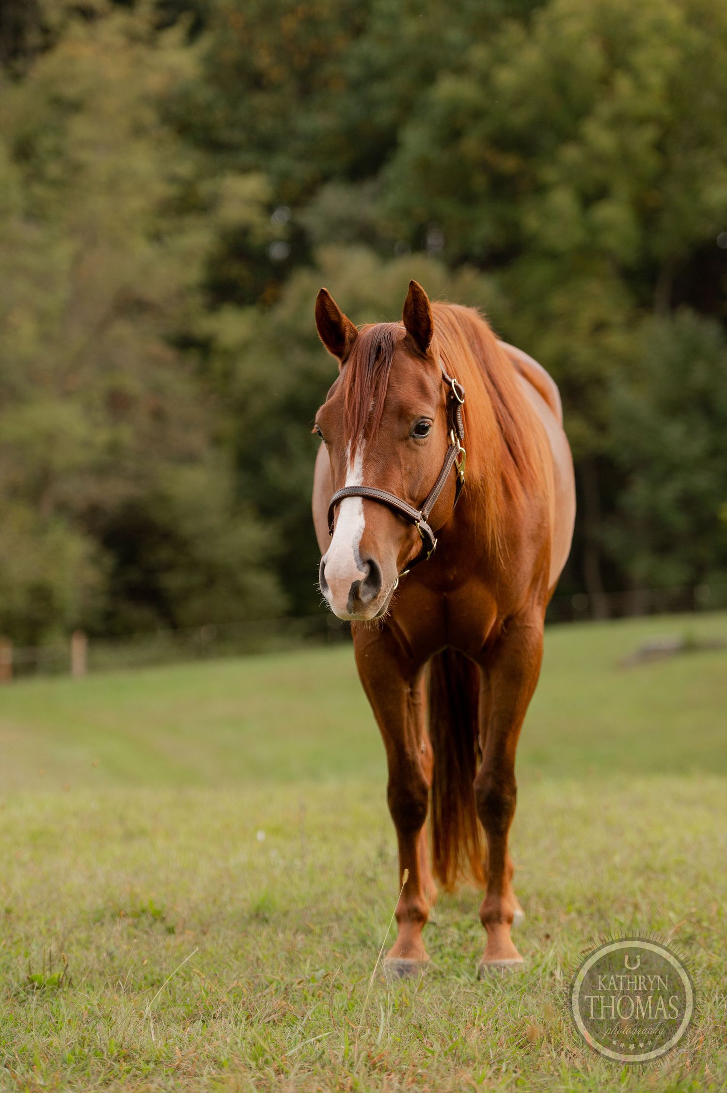 Chestnut horse with white markings standing in a serene pasture setting.