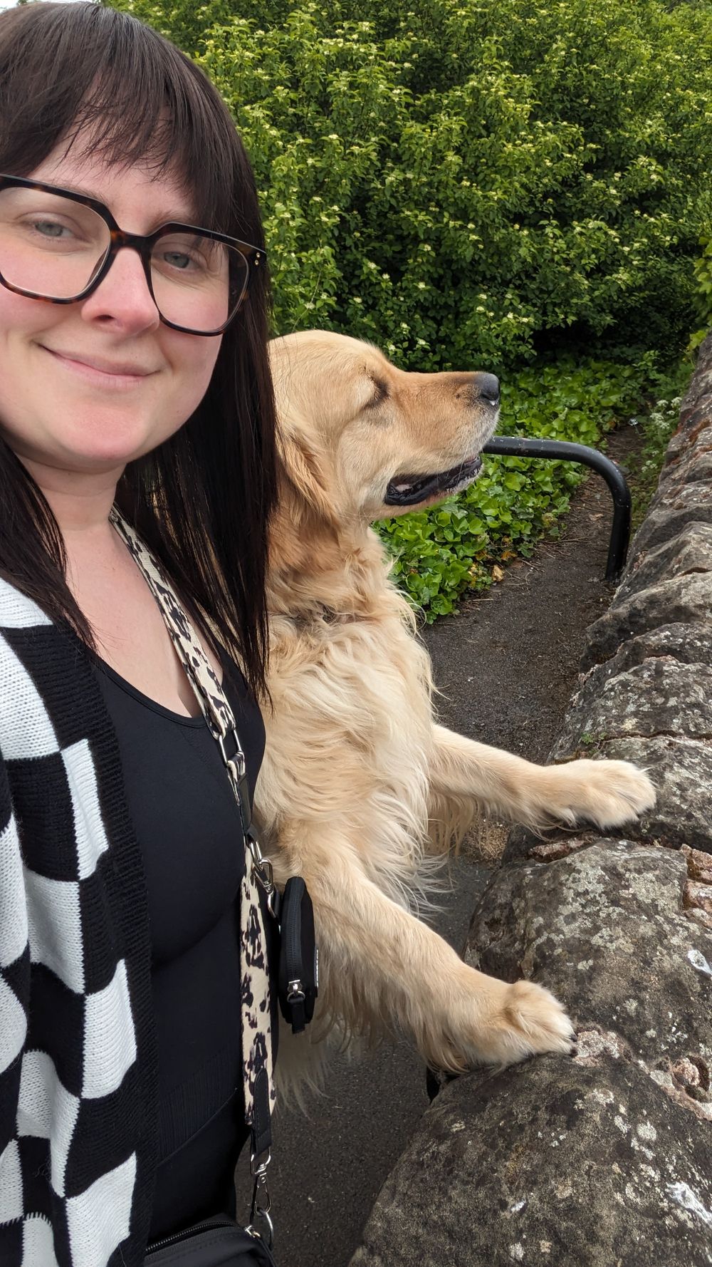 A golden retriever dog stands with its paws on a stone wall along a nature path with lush green foliage in the background.