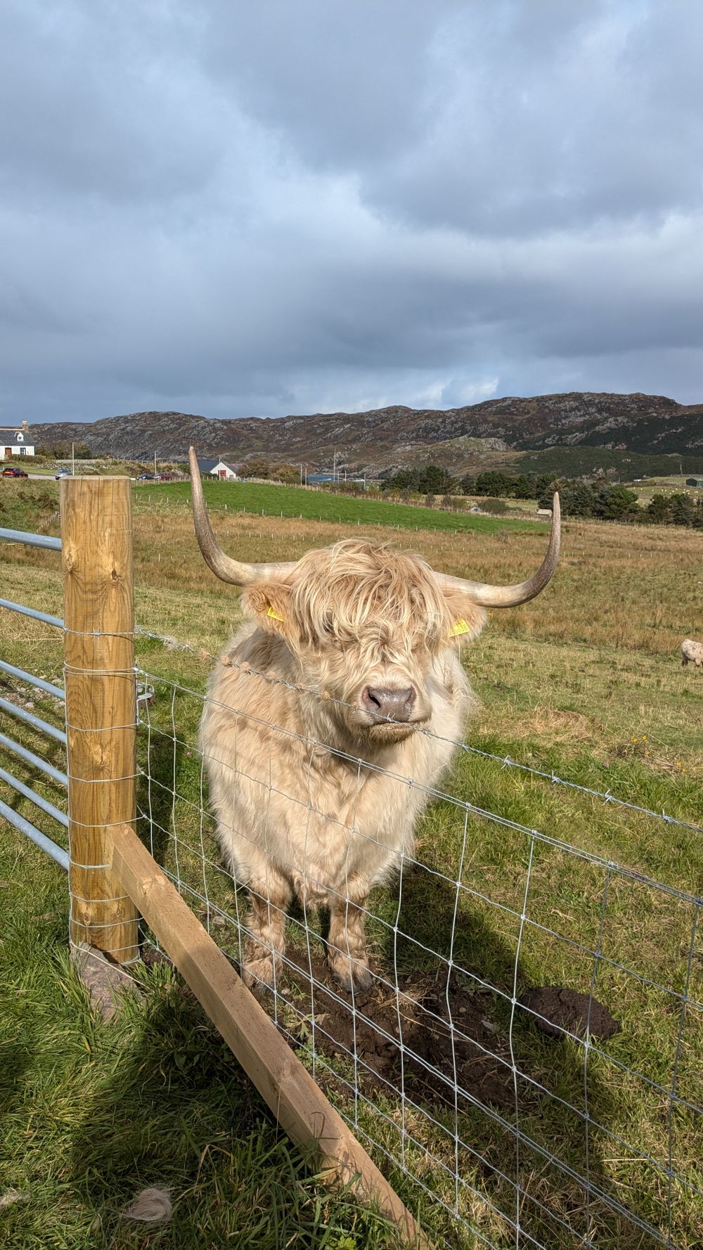 A shaggy Highland cow with long horns stands behind a wire fence in a rural Scottish landscape under cloudy skies.