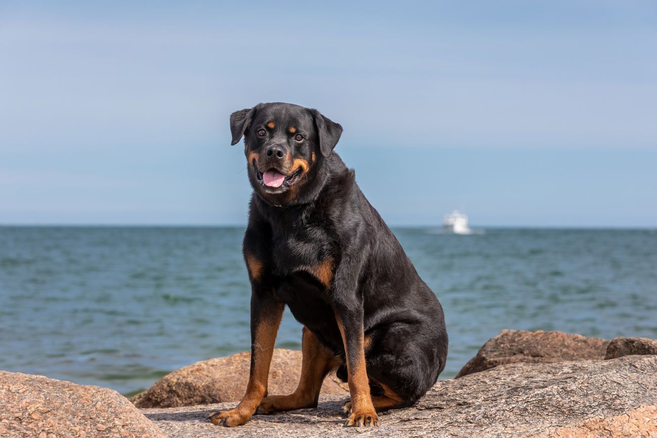 Dog photo session at the beach