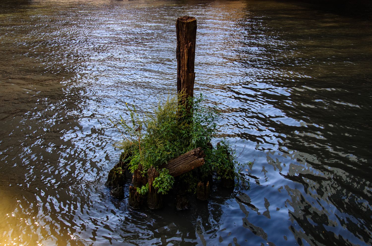 Weathered wooden post with green moss growing on it stands in rippling water.