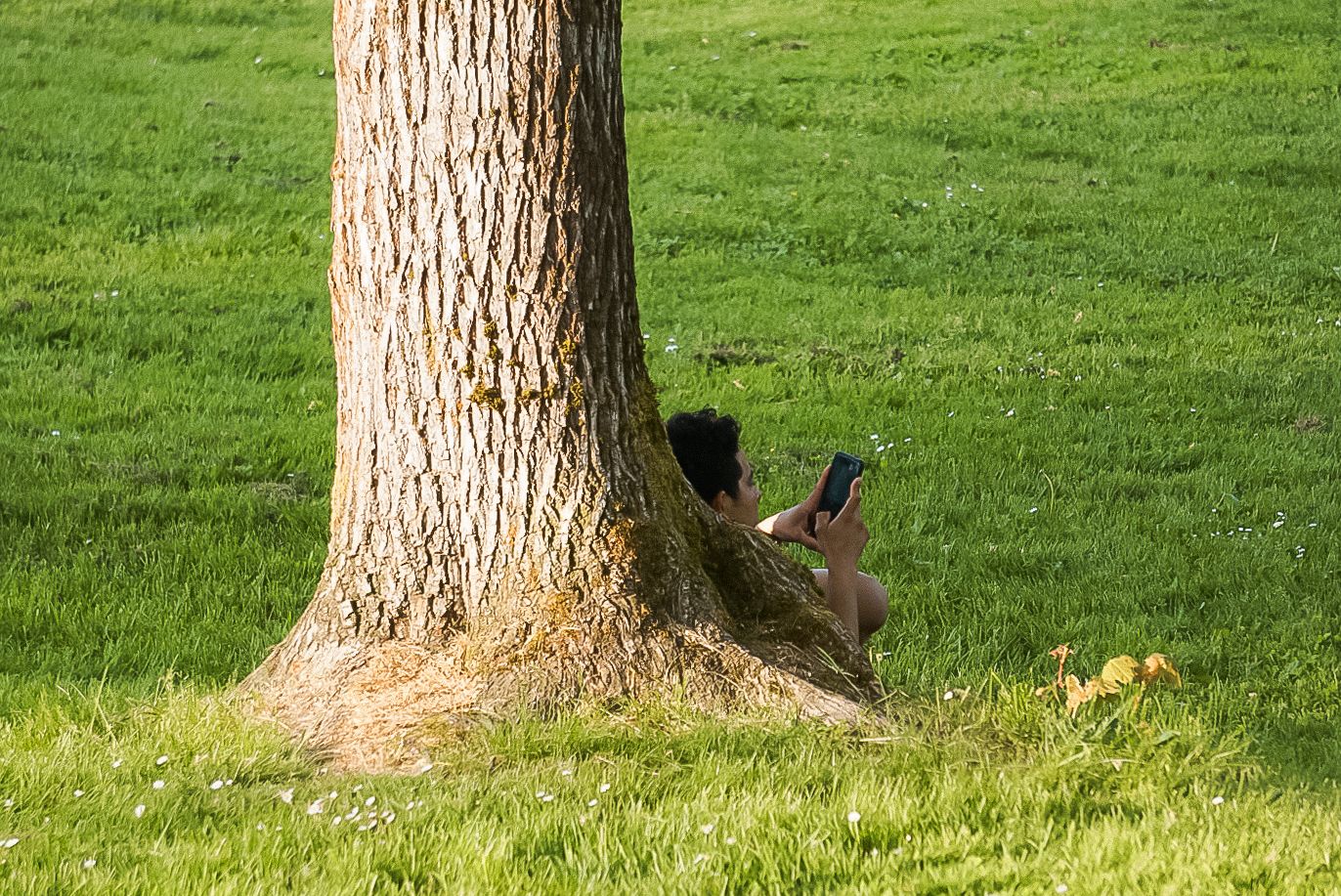 Black squirrel resting against a large tree trunk in a green grassy lawn.